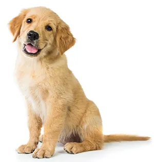 Dog Dog