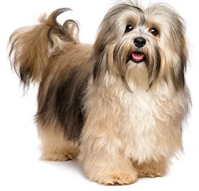 Dog Dog