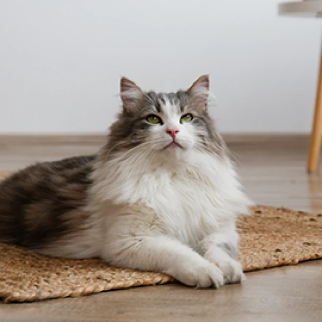 Mehr Beweglichkeit für deine Katze und deinen Hund mit Glucosamin und Chondroitin