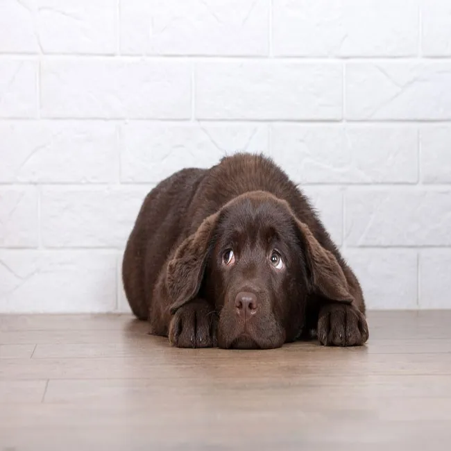 10 Anzeichen von Stress bei Hunden