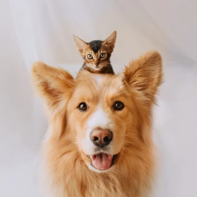 Gesundheitsprophylaxe auf vier Pfoten - Omega-Fettsäuren und ihre Wirkung auf die Gesundheit von Hund und Katze
