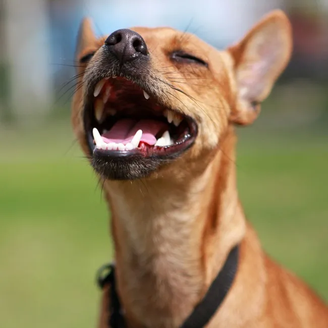 Wie sie die Zähne Ihres Hundes putzen