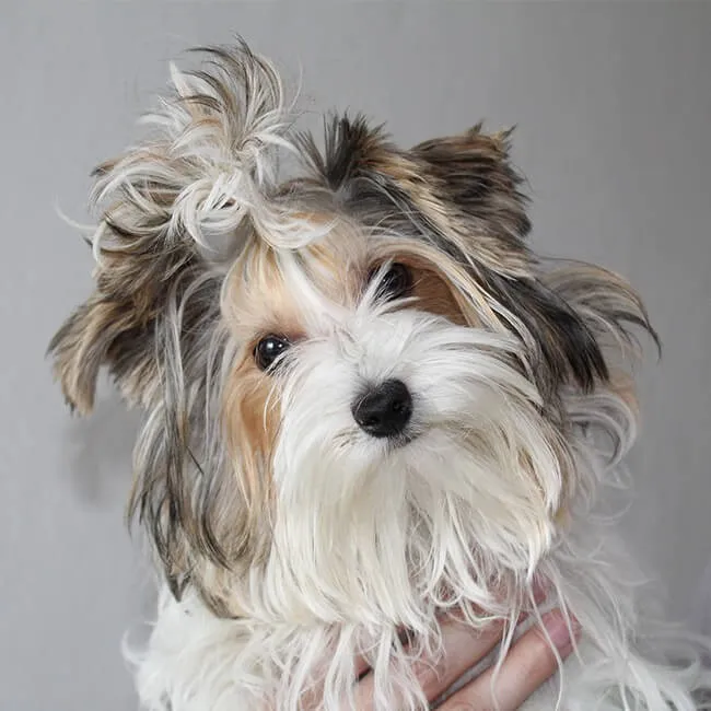 Wie man Haare im Hundegesicht schneidet