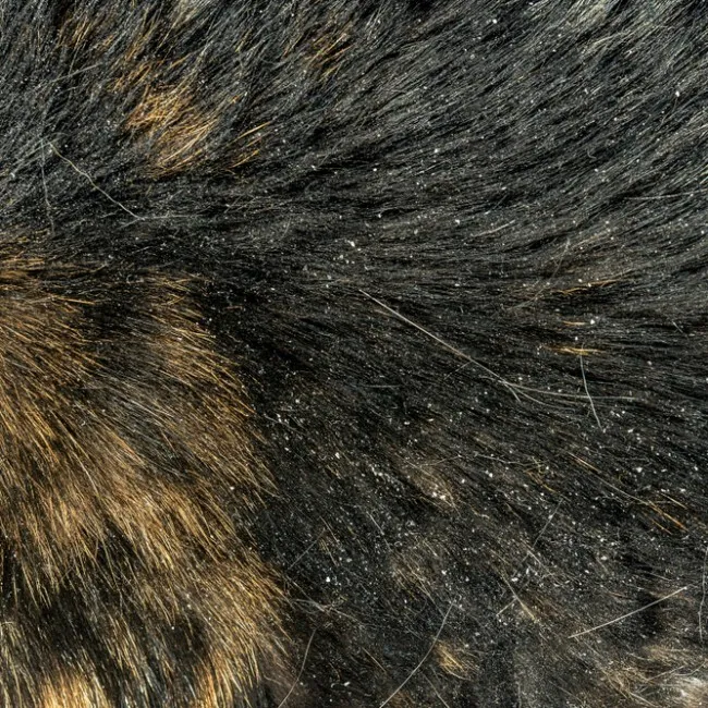 Katzenschuppenmittel, die Sie kennen sollten