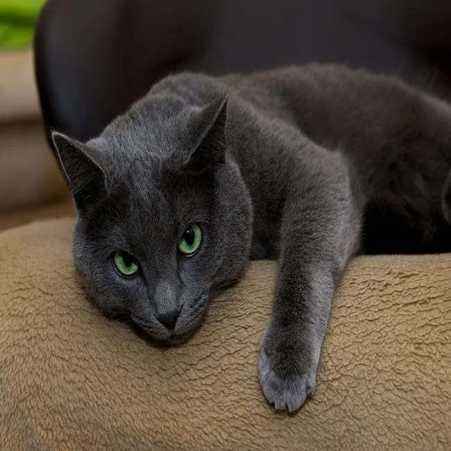 Wie man Bandwürmer bei Katzen behandelt