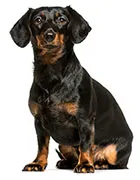 Dog Dog