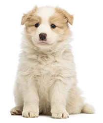 Dog Dog