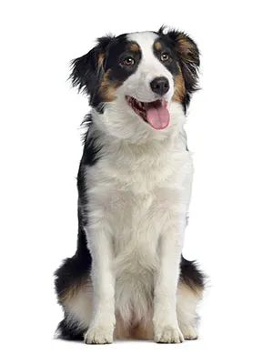 Dog Dog