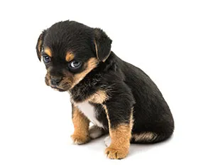 Dog Dog