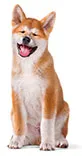Dog Dog
