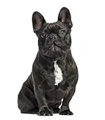 Dog Dog