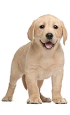 Dog Dog